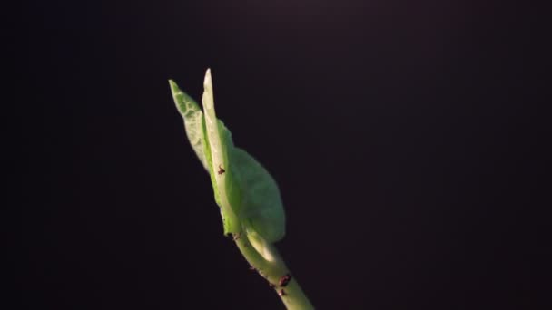 Bean Sprout germinando. Aislado sobre fondo negro. El lapso de primavera. Planta de cultivo . — Vídeos de Stock