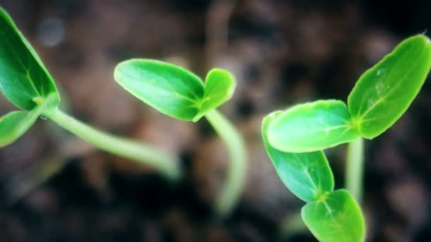 Caducidade temporal das sementes de produtos hortícolas que crescem ou brotam do solo. — Vídeo de Stock