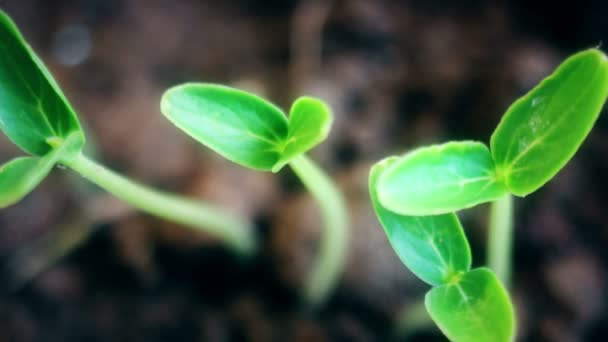 Time lapse of vegetable seeds growing or sprouting from the ground. — Stock Video