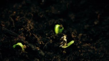 Groung sprigtime timelapse içinde büyüyen bitkiler. Germitating çimlenme tohumları. Evrim kavramı, yeni