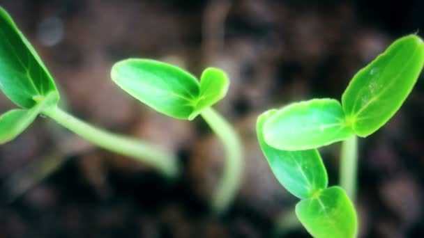 Plantas crescendo em groung sprigtime timelapse. Germitando sementes brotantes. Conceito de evolução, novo — Vídeo de Stock