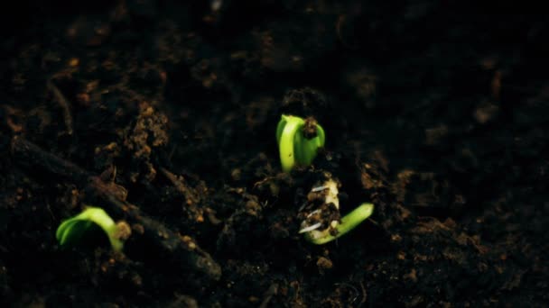 Plants growing in groung sprigtime timelapse. Germitating sprouting seeds. Evolution concept, new — Stock Video