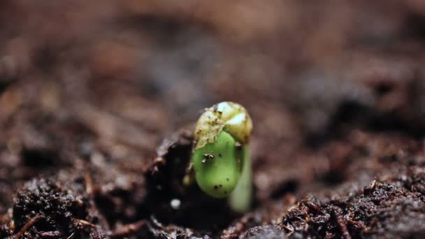 Plants growing in groung sprigtime timelapse. Germitating sprouting seeds. Evolution concept, new — Stock Video