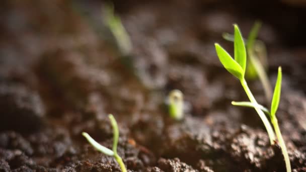 Plantas crescendo em groung sprigtime timelapse. Germitando sementes brotantes. Conceito de evolução, novo — Vídeo de Stock