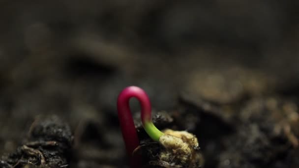 Små plantor som växer i växthus jordbruk Time-lapse groddar grobarhet — Stockvideo