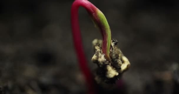 Pequenas plantas crescendo em estufa Agricultura Horário-lapso brotos Germinação — Vídeo de Stock
