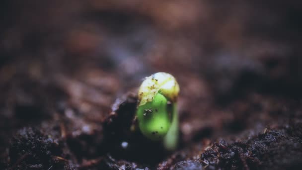 植物温室農業タイムラプス芽発芽。新しい生活。進化の概念 — ストック動画