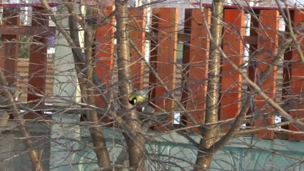 Tit bird Parus major pecks seeds in the bird feeder in winter. Slow motion video — Stock Video