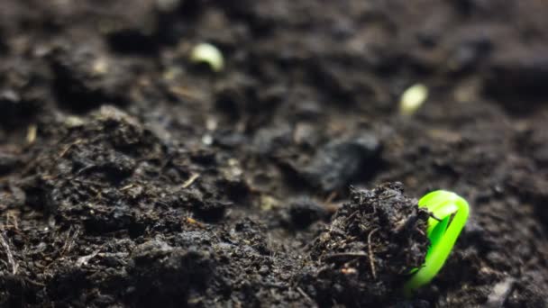 Καλλιέργεια μικρό φυτό αυξάνεται στο έδαφος. Πάροδο του χρόνου. Πανέμορφη φύση, συμβολίζοντας κύκλους ζωής — Αρχείο Βίντεο
