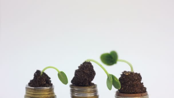 Monedas de oro en suelo con planta joven. Concepto de crecimiento del dinero . — Vídeo de stock