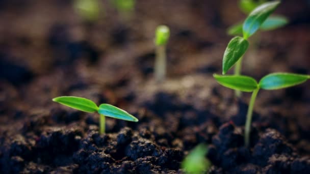 Caducidade temporal das sementes de produtos hortícolas que crescem ou brotam do solo. — Vídeo de Stock