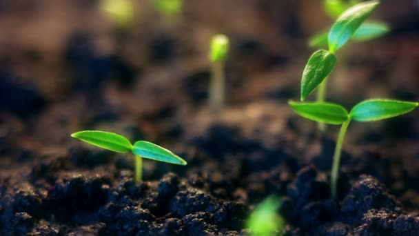 Délai de croissance ou de germination des graines de légumes du sol. — Video