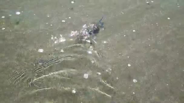 Conchiglie con piccolo granchio sulla spiaggia di sabbia che fugge in onde d'acqua dell'oceano — Video Stock