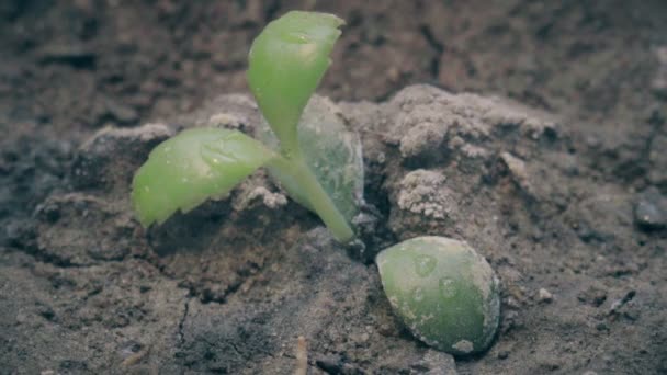地球の小さな緑の植物と割れた地面に雨が降っています。乾燥し、乾燥からひび割れ表面土壌 — ストック動画