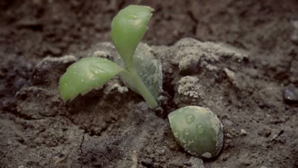 Raining on cracked ground with small green plant of earth. Cracked surface soil from arid and dry — Stock Video