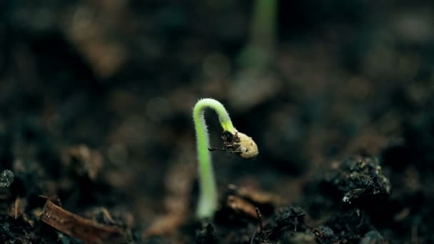Kleinpflanzenanbau, extreme Makronatur. Neues Leben, Zeitraffer Frühling. Evolutionskonzept. — Stockvideo
