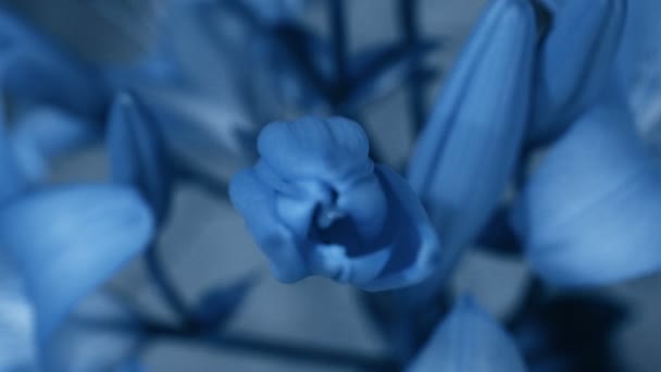A kék liliom virágzik, kinyílik. Lejárt az idő. Csodálatos természet. Futurisztikus világ — Stock videók