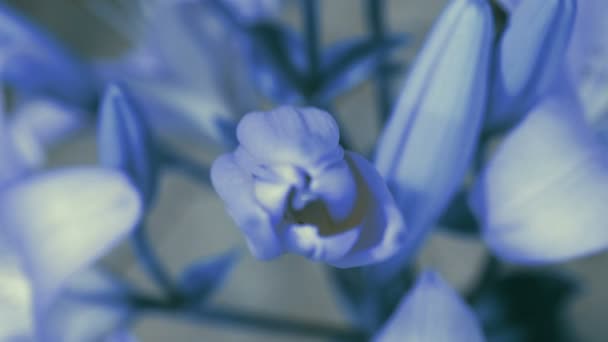 Синий цветок Лили расцветает, раскрывая свой цветок. Эпический временной промежуток. Чудесная природа. Футуристический мир — стоковое видео