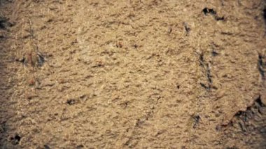 yakın zemin kuru arazi imha kuraklık deprem afet kavramı yaşam tehdit büyüyen çatlamak