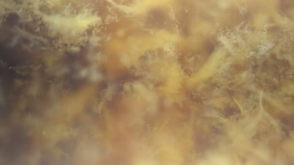 金黄液体抽象背景 — 图库视频影像