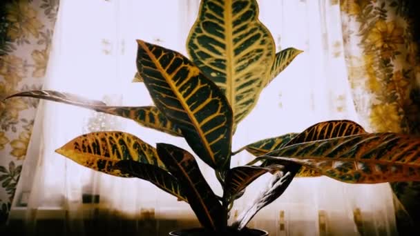 Reavivamento mágico Renascimento de plantas Mudas Crescendo Água potável e se levantando depois de longa seca — Vídeo de Stock