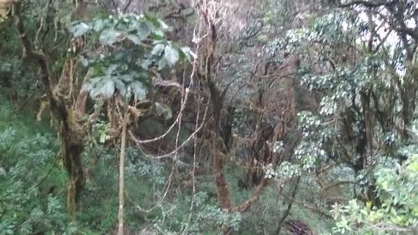 Человек фотографирует дикий лес в горах — стоковое видео