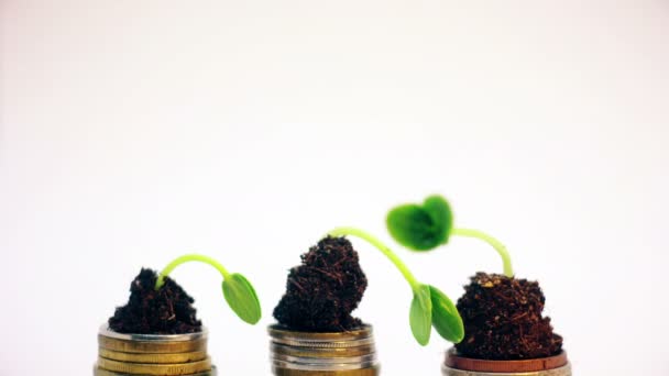 Zlaté mince v půdě pozemní mladý rostlina. Peníze růst zvýšení koncept. — Stock video