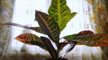 Sihirli Revival yeniden doğuş, bitkiler fide büyüyen içme suyu ve Başlarken sonra uzun kuraklık kadar