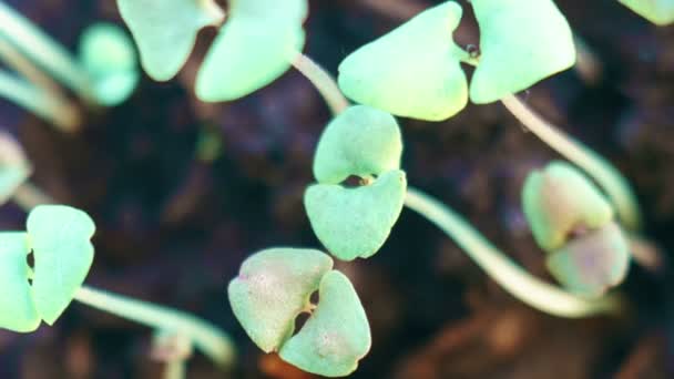Gemináta folyamat. Kis zöld növény csírázásra mutató jeleket. Epikus sping idő telik el. Csodálatos természet — Stock videók