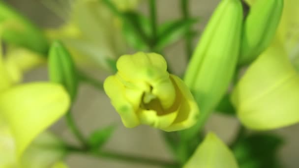 Sárga liliom virág virágzó, nyitás a virág. Epikus idő telik el. Csodálatos természet. Futurisztikus — Stock videók