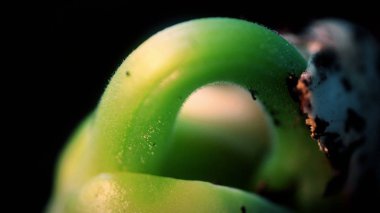 Çimlenme büyüyen bitkiler Timelapse fasulye filizi. Makro doğa. Aşırı yakın çekim.