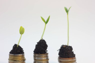 Altın sikke ile genç bitki toprak toprağa. Para büyüme artış kavramı.