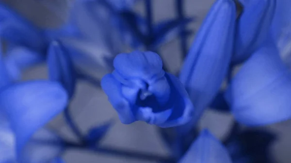 Blue Lily flower blooming, opening its blossom. Epic time lapse. Wonderful nature. Futuristic world