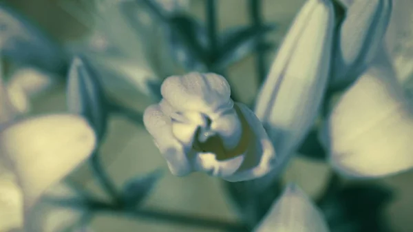 Κρίνος λουλούδι ανθοφορία, ανοίγοντας το άνθος. Επική στιγμή ακυρώνονται. Υπέροχη φύση. Φουτουριστικό κόσμο — Φωτογραφία Αρχείου