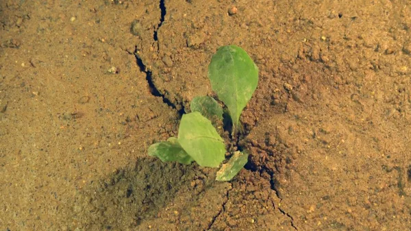 Earthquake rips ground apart, shaking the Earth with crack in land with growing plant, disaster — Stock Photo, Image