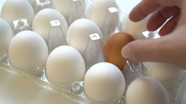 Женская рука выбирает одинокое коричневое яйцо в коробке вместе с белыми. Концепция различия — стоковое фото