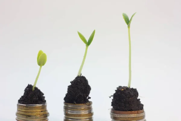 Monedas de oro en suelo con planta joven. Concepto de crecimiento del dinero . Fotos De Stock Sin Royalties Gratis