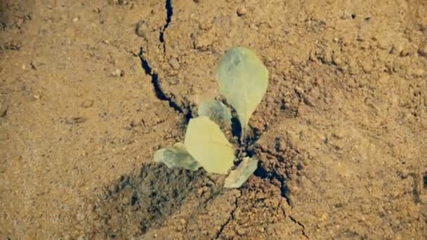 Crack crescendo em terra tremendo destruição da terra conceito de desastre terremoto ameaça de vida close up — Vídeo de Stock