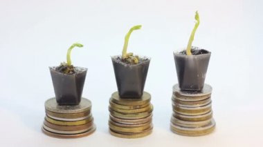 Büyüteç üç küçük yeşil bitkiler para ağacı, Finansal altın sikkeleri üzerinde büyüyen arıyorsunuz