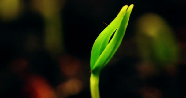 Abertura pequena planta verde, germinação, macro tiro, close-up, lapso de tempo de primavera — Vídeo de Stock
