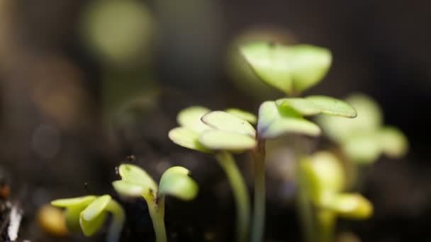 Zeitraffer von Gemüsesamen, die aus dem Boden wachsen oder sprießen. Zeitraffer im Frühling, Makro — Stockvideo