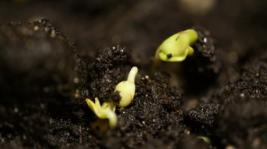 Topraktan büyüyen ya da filizlenen sebze tohumlarının zaman aşımı.