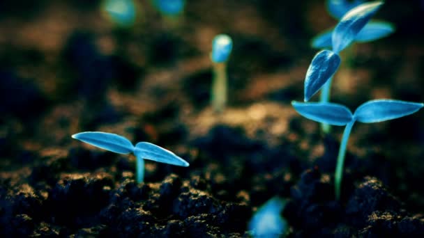 Blauwe planten groeien, futuristische planeet, nieuwe leven Ontkiem, moderne concept van de groei. — Stockvideo