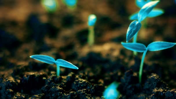 蓝本植物生长, 未来主义星球, 新生命萌发, 生长现代概念. — 图库视频影像
