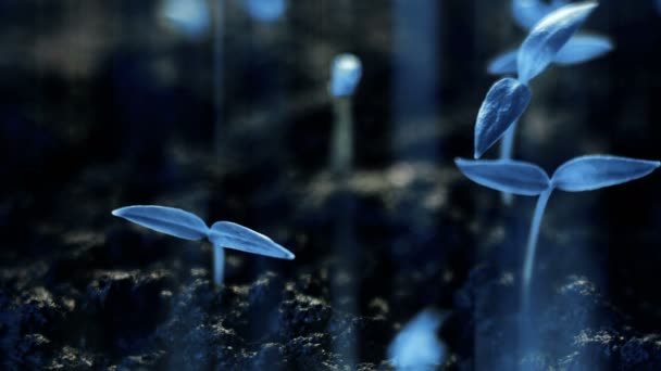 Blauwe planten groeien, futuristische planeet, nieuwe leven Ontkiem, moderne concept van de groei. — Stockvideo