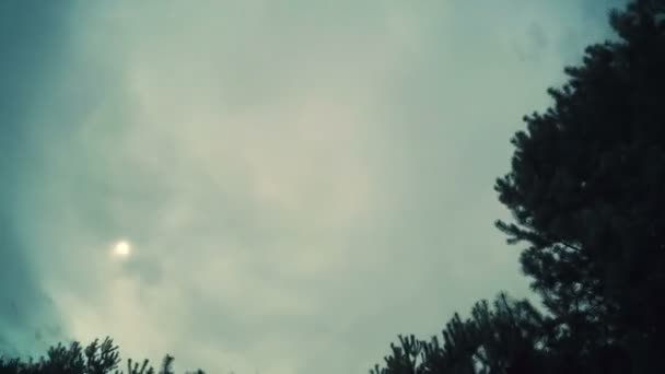 Panorama esférico da floresta, lapso de tempo de nuvens passando, loop de vídeo 360 graus, Planeta 360 graus — Vídeo de Stock