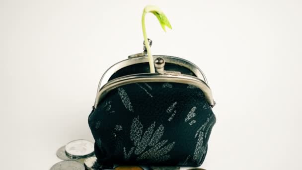 Plant growing from purse, money business finance growth concept, isolated on white — Stock Video