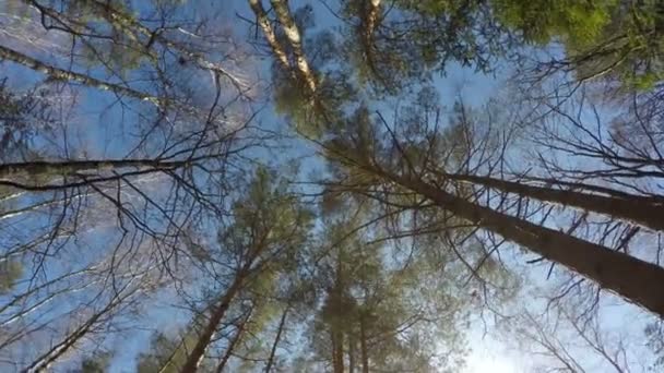 360 вращающаяся панорама лесного времени, корона деревьев, красивые солнечные дни — стоковое видео
