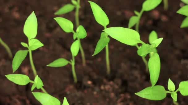 El sol juega sobre pequeñas plantas verdes, lapso de tiempo de primavera, germinación — Vídeos de Stock