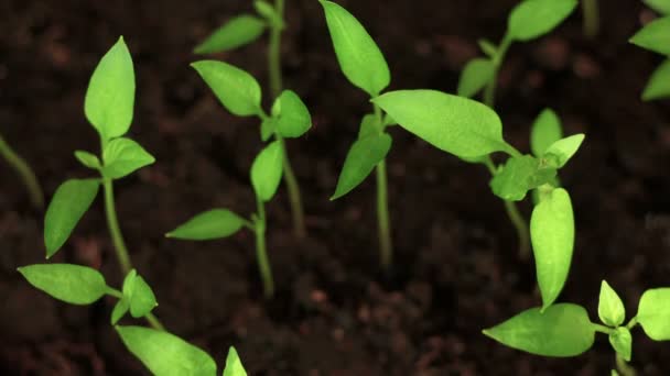 Solen leker över små gröna växter, våren tids fördröjning, grobarhet — Stockvideo